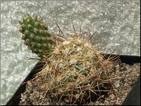 1207 Tephrocactus mirus KK764 M1510 PICT6828 M1510 Cumulopuntia mirus